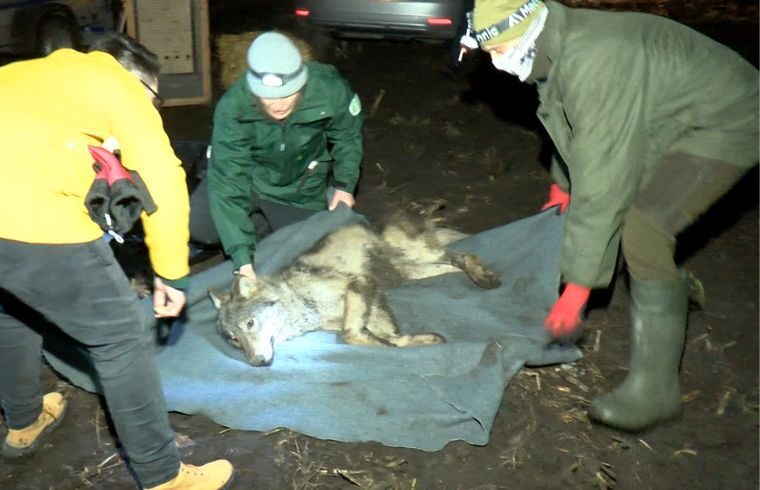 W pobliżu Ciechanowa znaleziono wilka