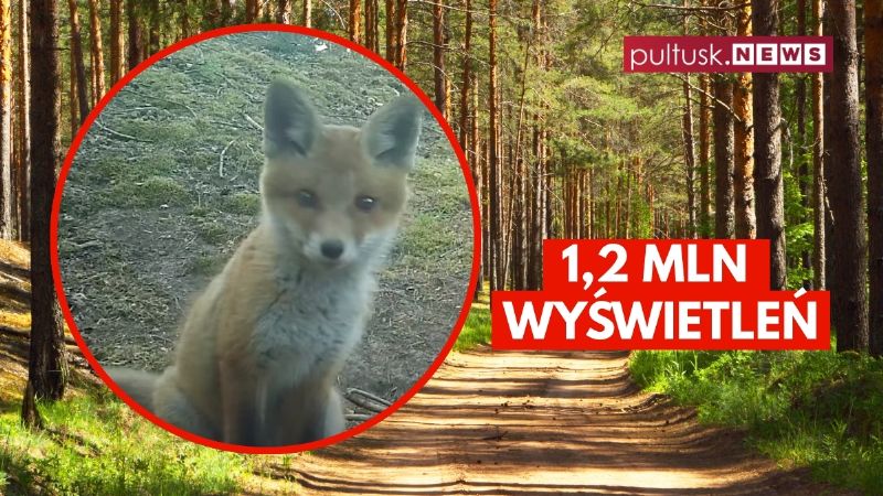 Leśny hit z Pułtuska. Lis z fotopułapki podbił internet