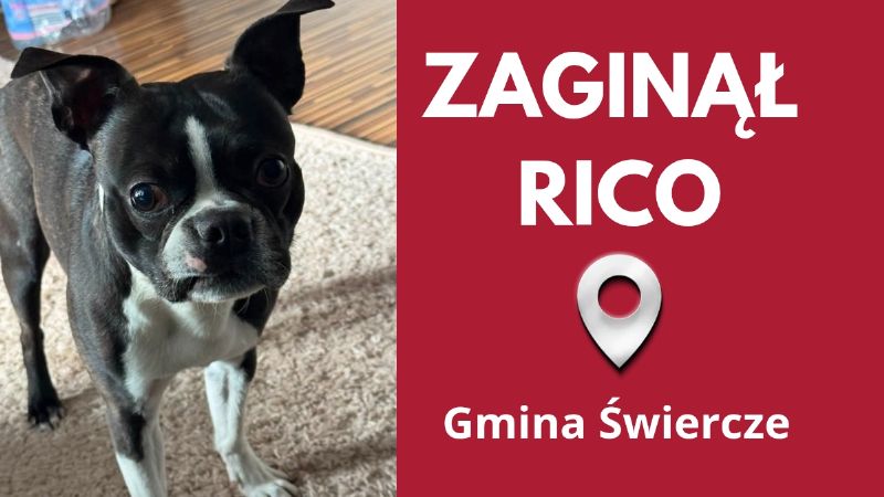 Zaginął niewidomy Rico. Właściciele proszą o pomoc. Wyznaczyli nagrodę